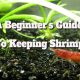 Shrimp Care: Essential Tips for New Owners