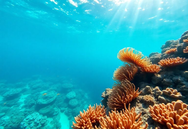 Snorkeling the Belize Barrier Reef: Best Locations & Wildlife
