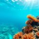 Snorkeling the Belize Barrier Reef: Best Locations & Wildlife