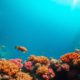 Great Blue Hole Belize: Your Essential Diving Guide