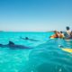 Whale Shark Swimming: Best Times and Tips for Belize