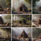 Primitive Shelter Designs: Your Essential Construction Guide