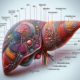 Liver Blood Test Essentials for Maidstone Residents
