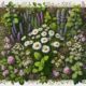 Herbal Remedies for Australian Users: Your Essential Guide
