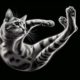 Cats Always Land on Their Feet: Understanding the Science