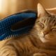 Grooming Gloves: The Best Solution for Cat Fur Care