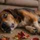 Seizure Management for Pets: Home Remedies That Work