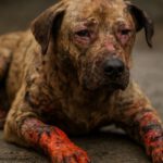 Burn Wound Care for Pets: Key Healing Tips to Follow