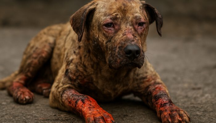 Burn Wound Care for Pets: Key Healing Tips to Follow
