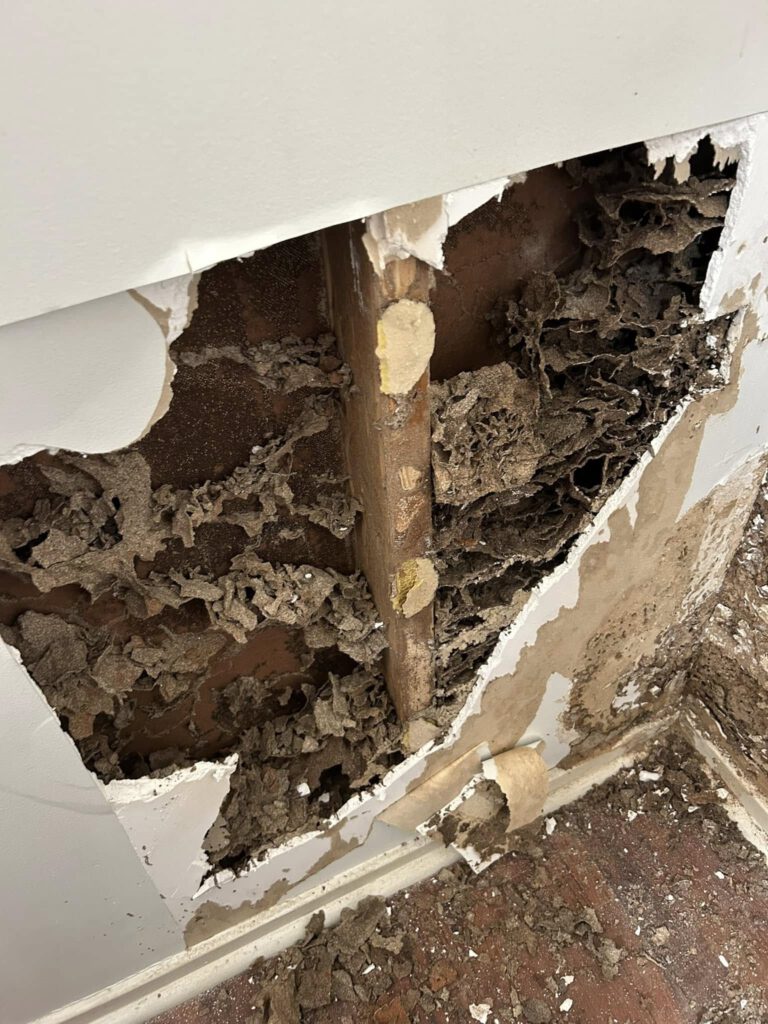 Termite Inspection Timing: Winter Tips for Sydney Properties