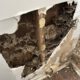 Termite Inspection Timing: Winter Tips for Sydney Properties