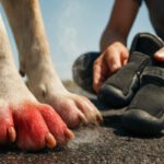 Pavement Safety for Dogs: Essential Tips for Hot Weather