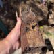 Impact of Clay Soil on Caboolture’s Plumbing Systems