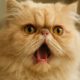 Respiratory Issues in Flat-Faced Cats: A Care Guide