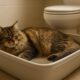 Litter Box Training Tips for Optimal Cat Care