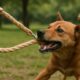Hemp Leashes for Dogs: Strong and Long-lasting Choices