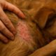 Flea Control for Pets: Top Autumn Prevention Tips