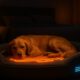 Temperature-Controlled Beds for Pets: Comfort Made Easy