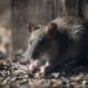 Rodent-Proof Your Home with These Essential Tips