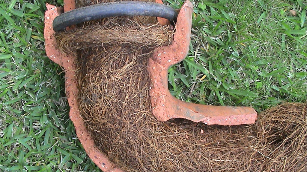 Tree Roots in Drains: Challenges for Sutherland Shire Homes